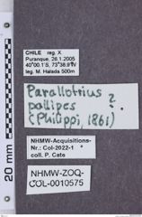 Etikette zu Parallotrius pallipes (NHMW-ZOO-COL-0010575)